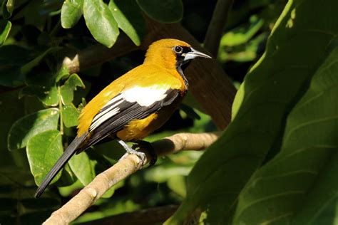 Jamaican Oriole Icterus Leucopteryx Birdweather