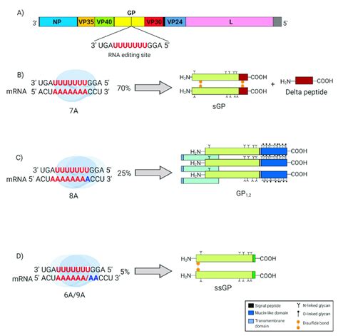 Glycoprotein Gp Gene Editing In Ebola Virus Ebov Highlighted In