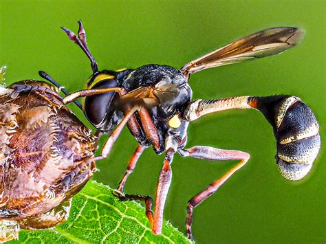 Physocephala Rufipes Stieldickkopffliege Insects