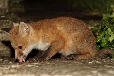 The Complete Fox of the Day/2011161305135131 