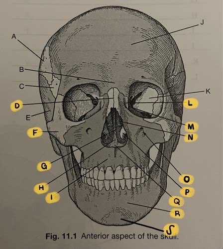 Rad Test Facial Sinus Flashcards Quizlet