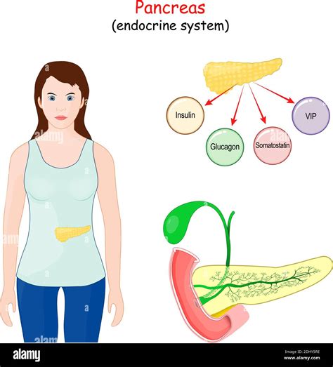 pancreas. digestive organ, and part of an endocrine system. Structure ...