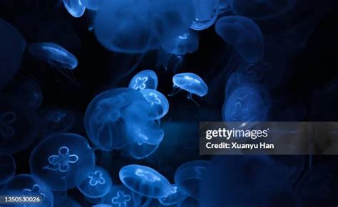 Moon Jellyfish Habitat Photos and Premium High Res Pictures - Getty Images