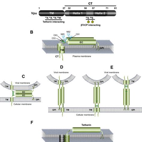 Configuration Models Of Human Tetherin A Schematic Illustrations Of