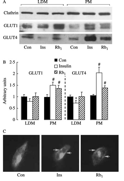 Figure 3 From Ginsenoside Rb 1 Stimulates Glucose Uptake Through