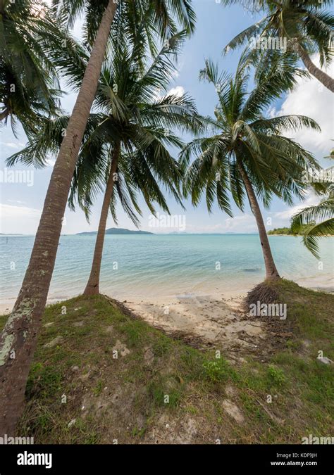 Beautiful Tropical Beach With Coconut Trees Stock Photo Alamy