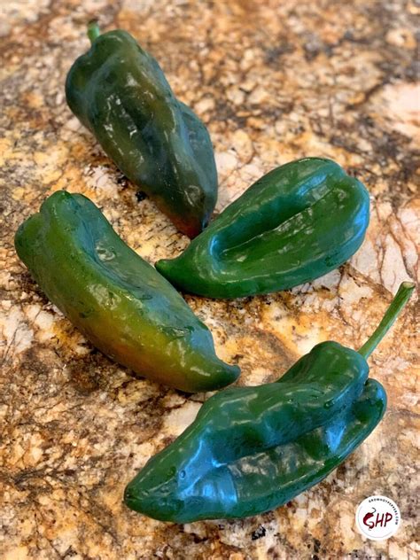 Poblano Peppers Scoville Cooking And Growing 3 Easy Ways To Roast