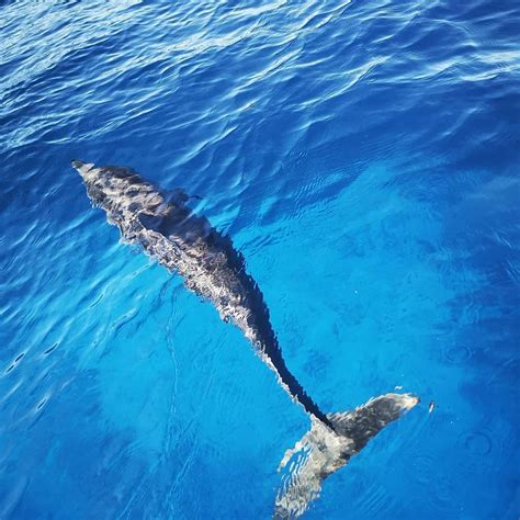 Snorkel And Dolphin Tours — Explore Niue Tours And Travel