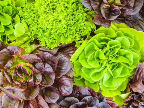 Lettuce Varieties - Learn About The Different Types Of Lettuce