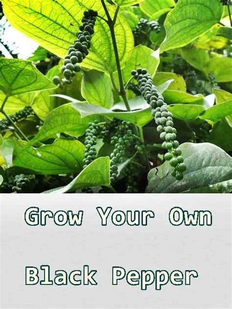 Grow Your Own Black Pepper The Homestead Survival