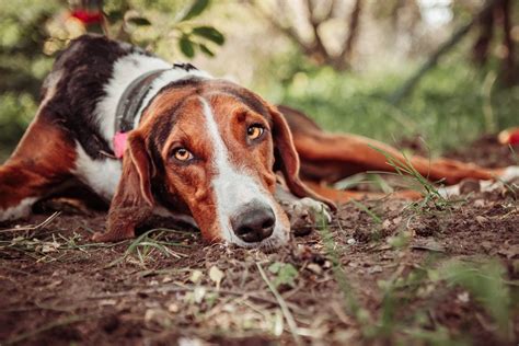 Segugio Serbo Carattere Prezzo Dei Cuccioli