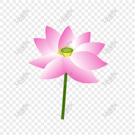 Lotus Flower Vector PNG Images With Transparent Background | Free ...