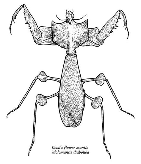 Demon Praying Mantis Drawing Bmp Leg