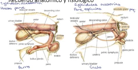 CAC I Manejo Reproductiva Del Macho Flashcards Quizlet