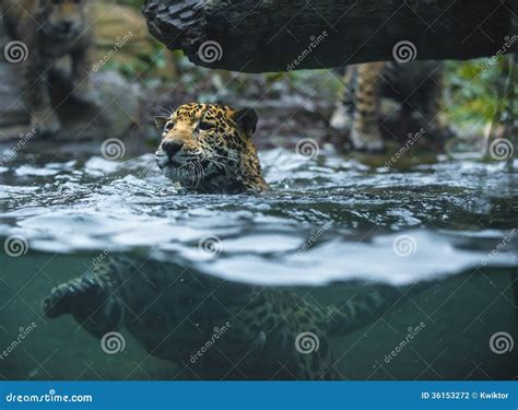 Jaguar In The Water Stock Photo Image Of Panthera Orange