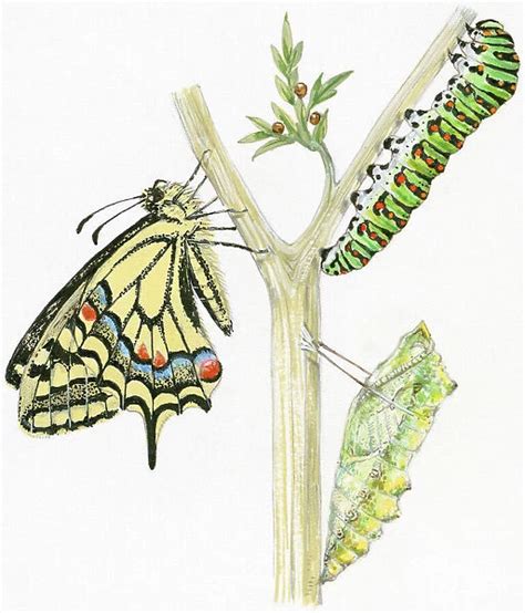 Illustration Of Life Cycle Of Swallowtail Butterfly