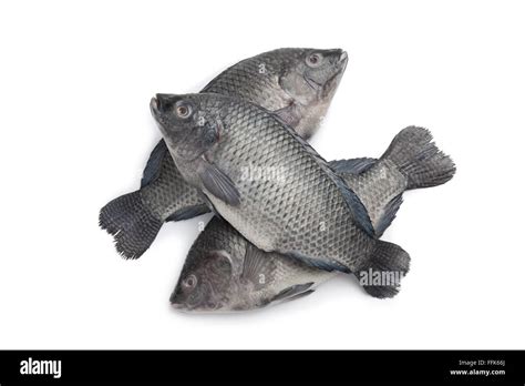 Pesce Tilapia Immagini E Fotografie Stock Ad Alta Risoluzione Alamy