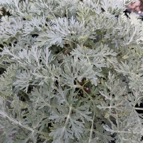 Artemisia 'Powis Castle' - #1 – Evergreen Nursery, Inc.