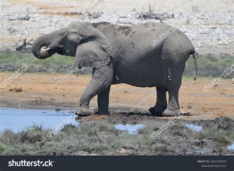 Thirsty Elephants 2 761 Images Photos Et Images Vectorielles De