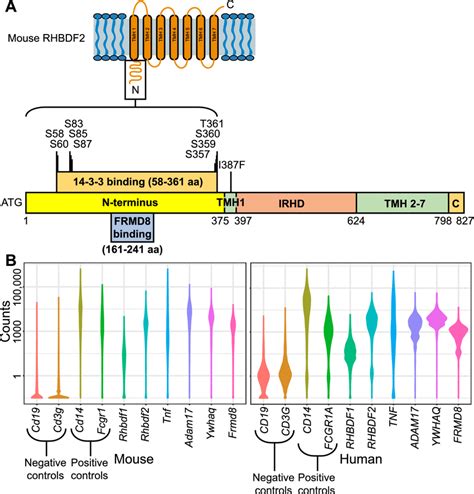 Rhbdf2 Binding Partners And Irhoms Macrophage Expression A A Schematic Download Scientific