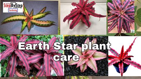 Cryptanthus Or Earth Star Plant Care And Propagation How To Grow And