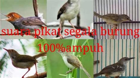 Suara Pikat Segala Jenis Burung Youtube