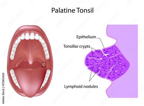 Anatomy of the palatine tonsil tissue in cross section, labeled. Stock ...