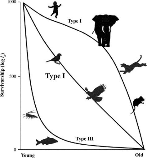 Survivorship Curves From Stable Populations Log Lx According To The