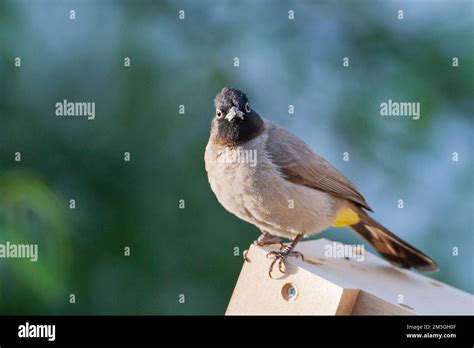 White Spectacled Bulbul Pycnonotus Xanthopy In Israel Stock Photo Alamy