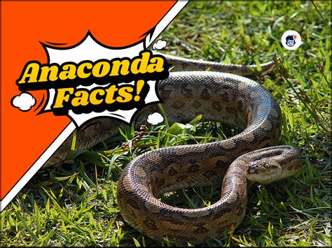 20 Anaconda Facts: The Giant of the Amazon