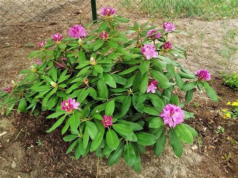 Where Is The Best Place To Plant A Rhododendron World Of Garden Plants