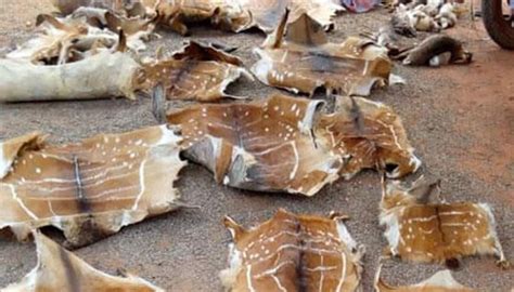 Ces Goulots A La Lutte Contre Le Trafic Despeces Sauvages Au Senegal