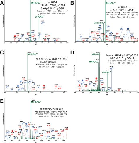 Figure From Mass Spectrometric Identification Of Phosphorylation