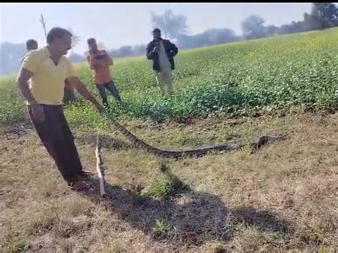 Panic Spread Among The Villagers Working In The Field Both The Pythons