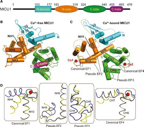 Crystal Structures Of Ca Free And Ca Bound Human Micu Aa Schematic