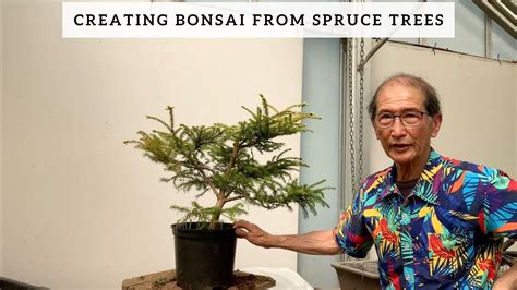 Creating bonsai From Spruce Trees - YouTube | Spruce tree, Bonsai, Norway spruce tree