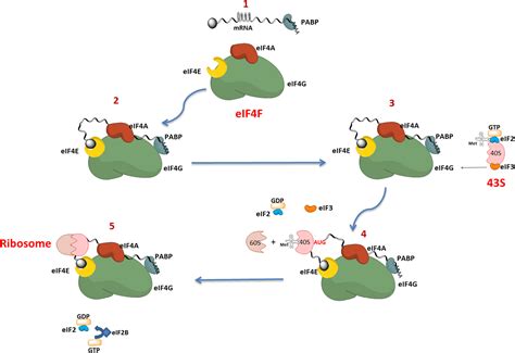 Eukaryotic Initiation Factor 4a Eif4a During Viral Infections