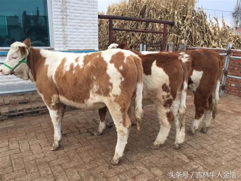 養肉牛什麼品種好？ 每日頭條