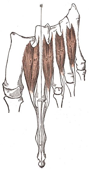 Dorsal Interossei Of The Foot Physiopedia