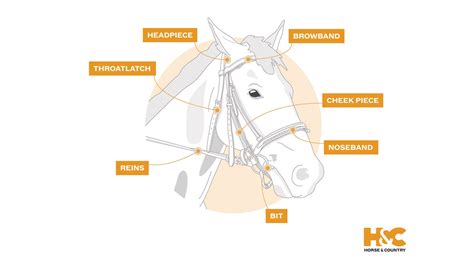 The complete guide to horse bridle types