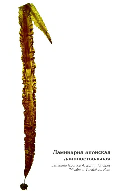 Ламинария японская длинноствольная (Laminaria japonica Aresch. f ...