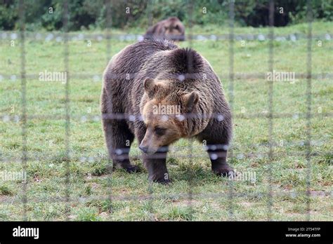 Rescued Eurasian Brown Bears Ursus Arctos Arctos Libearty Bear