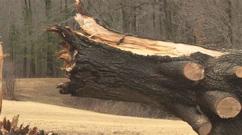 High Winds Knock Down Trees In Stokes County