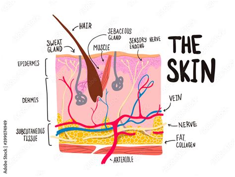 Human Skin Cell Cross Section Of The Structure Labeled Hair And Hair