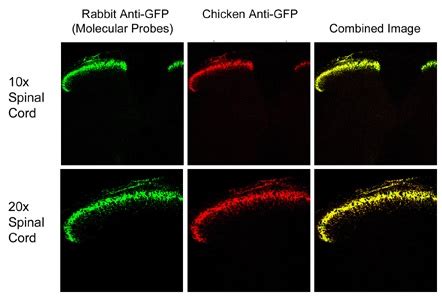 Anti-GFP antibody (ab13970) | Abcam