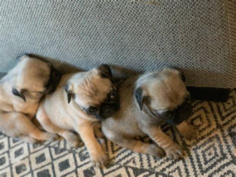 Purebred Pug Puppies for adoption Dayton - Puppies for Sale Near Me