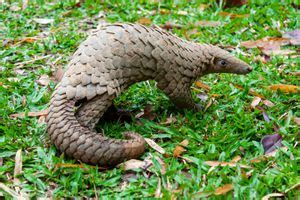 edentate mammal order britannica