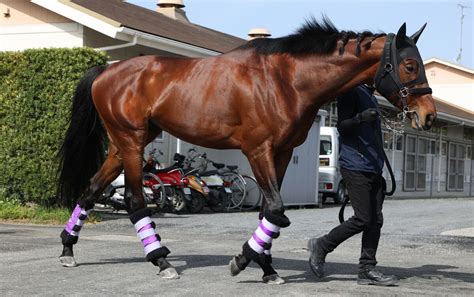 【注目馬動向】天皇賞（春）4着ヒートオンビート 七夕賞で初重賞制覇を狙う スポーツ報知