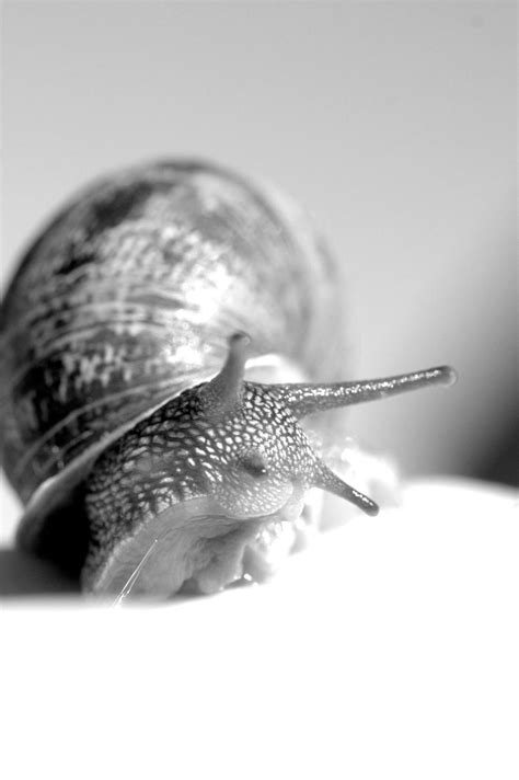 Snail In Black And White By Cathy001 On Deviantart