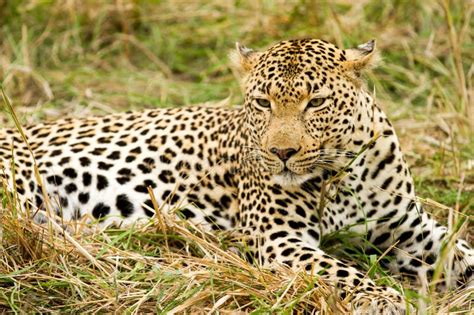 Léopard Dans Bush En Afrique Du Sud Photo Stock Image Du Animal